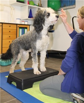 HOP Moni Hiller Bild4  Bewegungstherapie