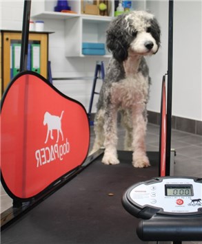 HOP Moni Hiller Bild Laufband